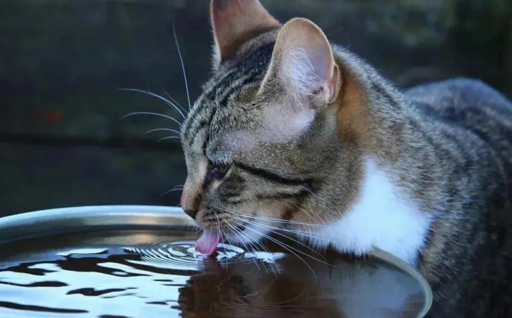 貓咪不愛喝水